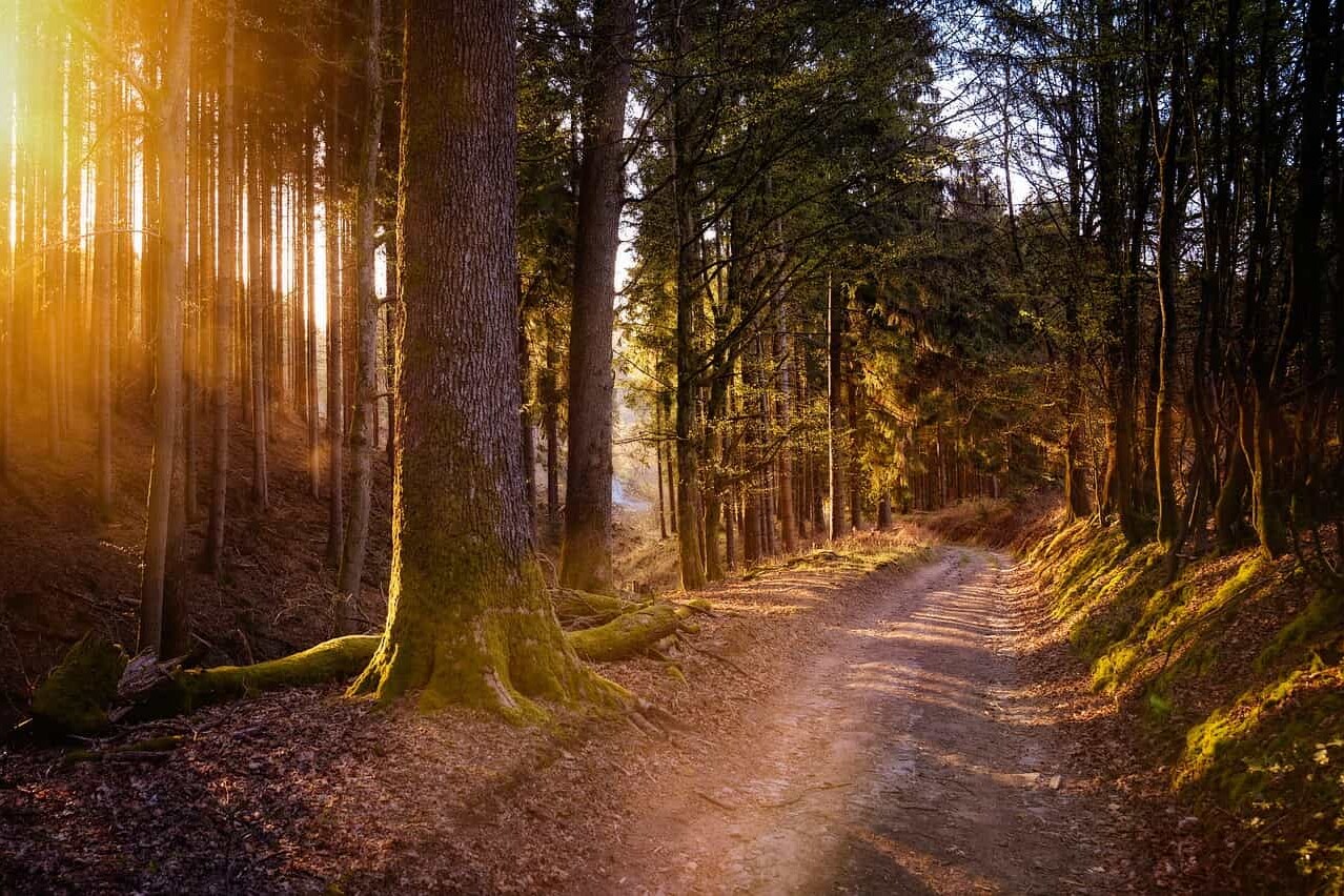 Wandern, Wald, Spazierengehen, Erholung
