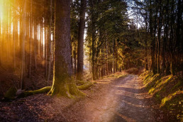 Wandern, Wald, Spazierengehen, Erholung